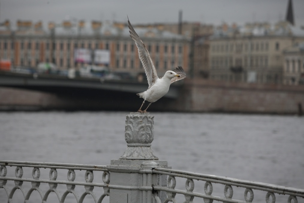  СК «Петровский»